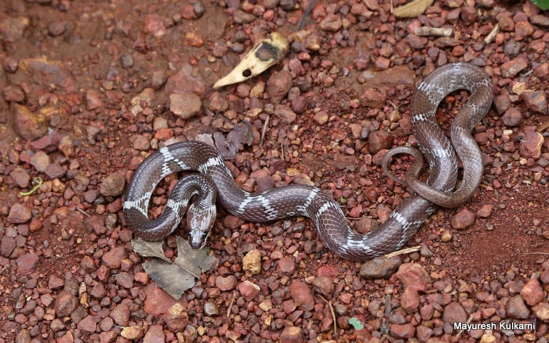 Common Wolf Snake